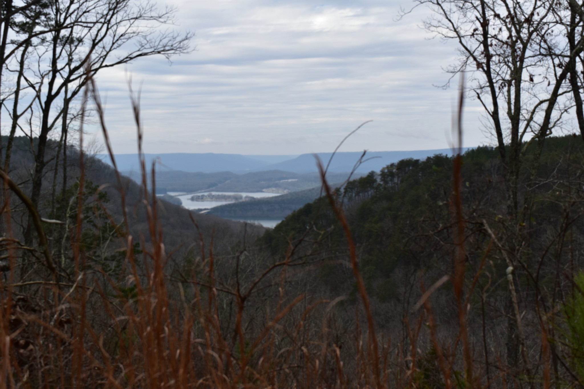 0 Birds Eye Way Guild, TN 37340 - Photo 12 of 36 a view of a yard next to a road