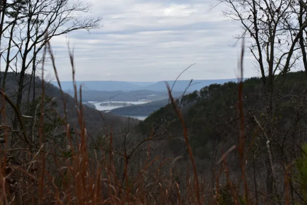 a view of a forest