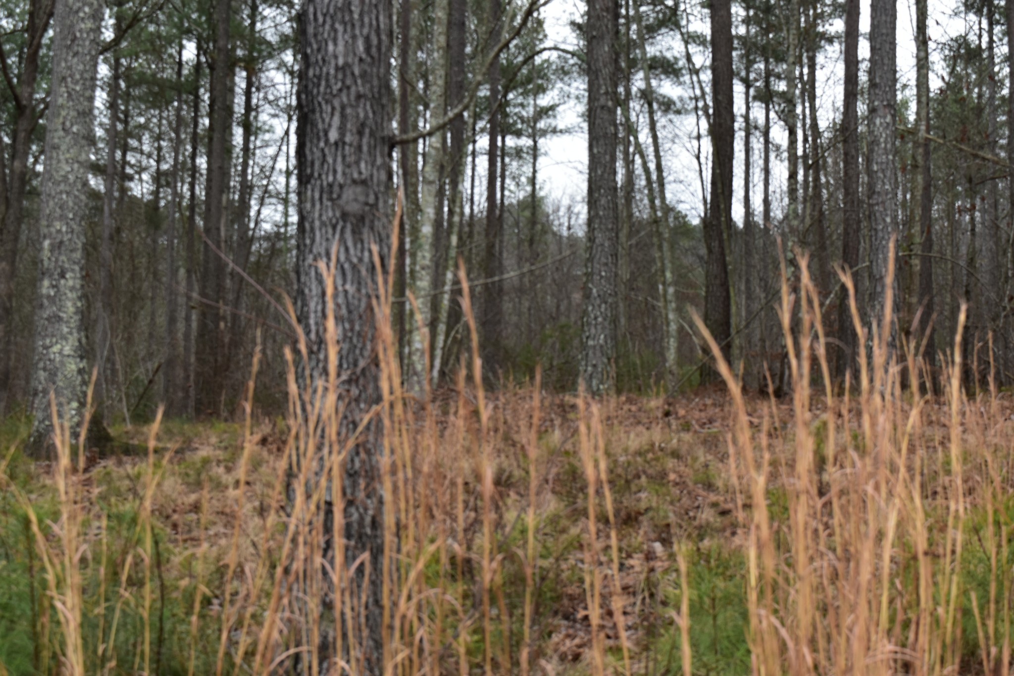 0 Birds Eye Way Guild, TN 37340 - Photo 13 of 36 a view of forest