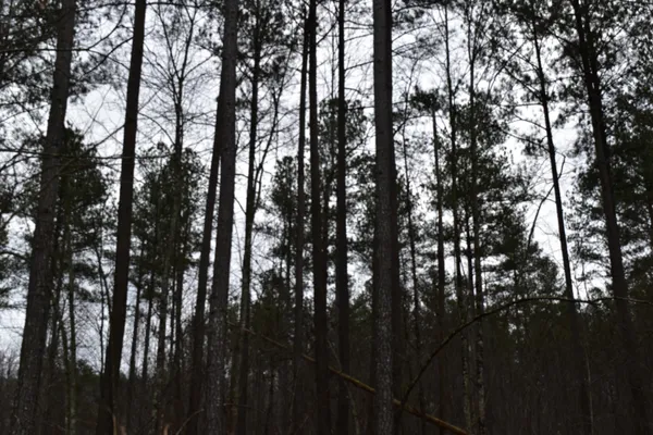 a view of forest