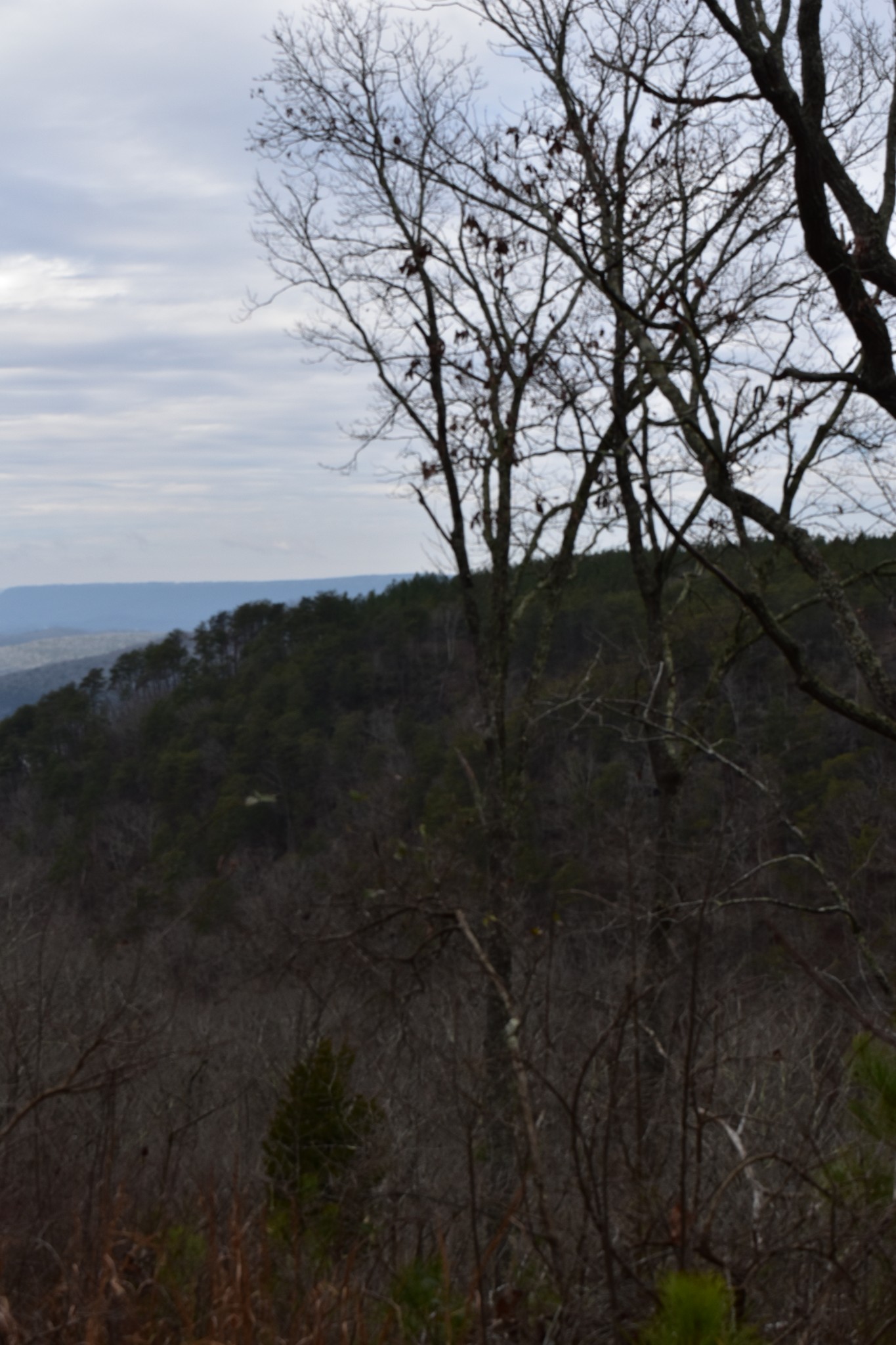 0 Birds Eye Way Guild, TN 37340 - Photo 16 of 36 a view of outdoor space and mountain view
