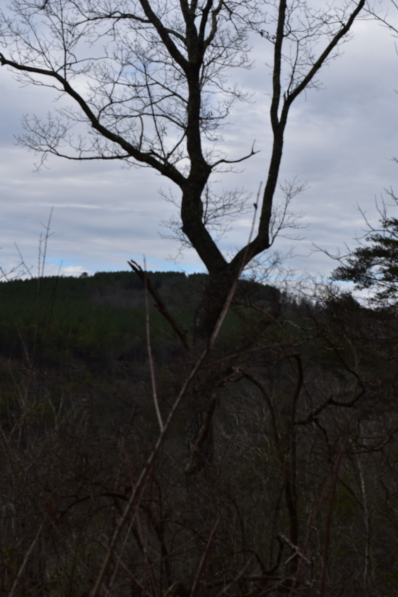 0 Birds Eye Way Guild, TN 37340 - Photo 17 of 36 a backyard of a house with lots of green space