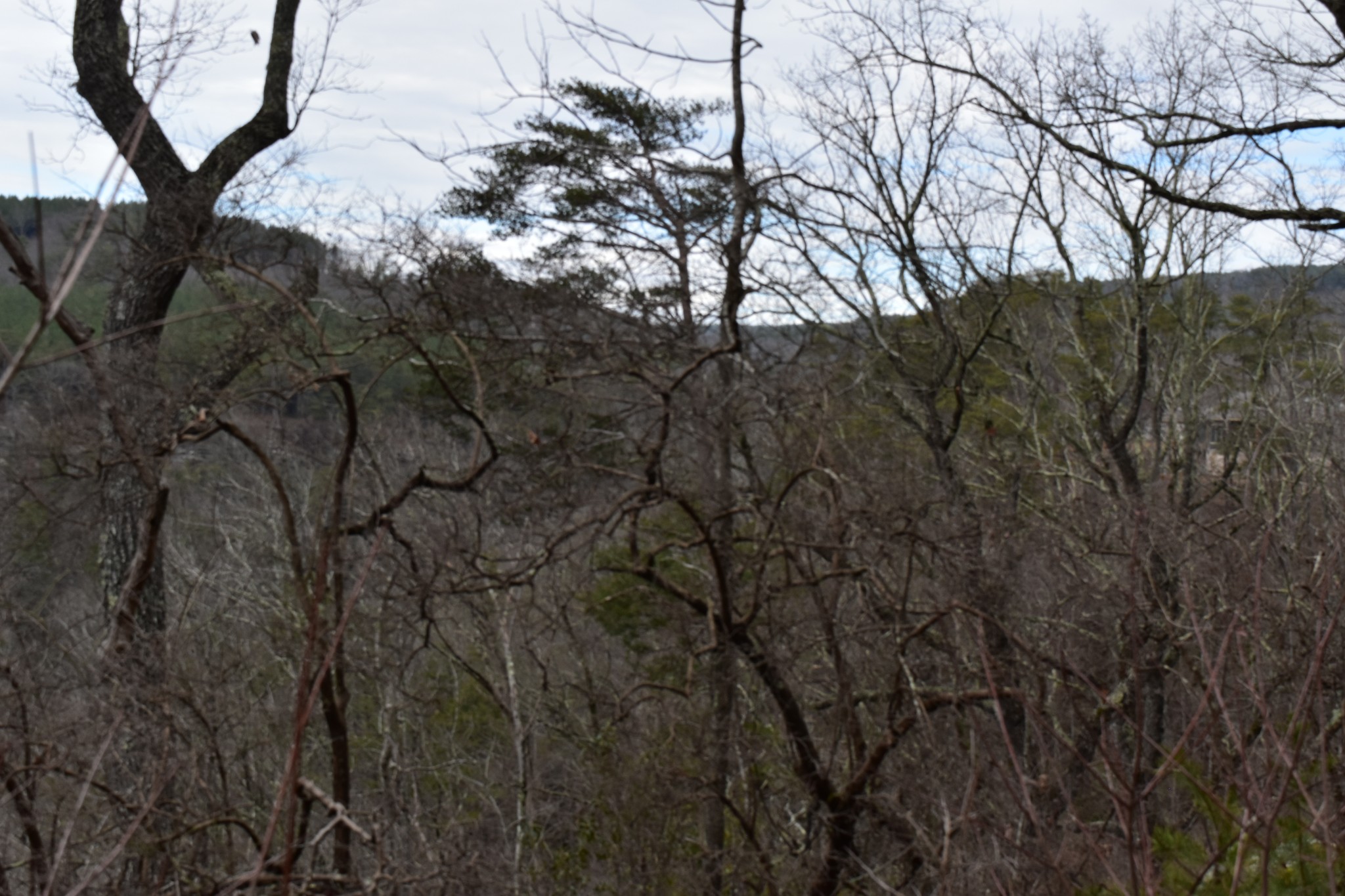 0 Birds Eye Way Guild, TN 37340 - Photo 19 of 36 a view of a forest