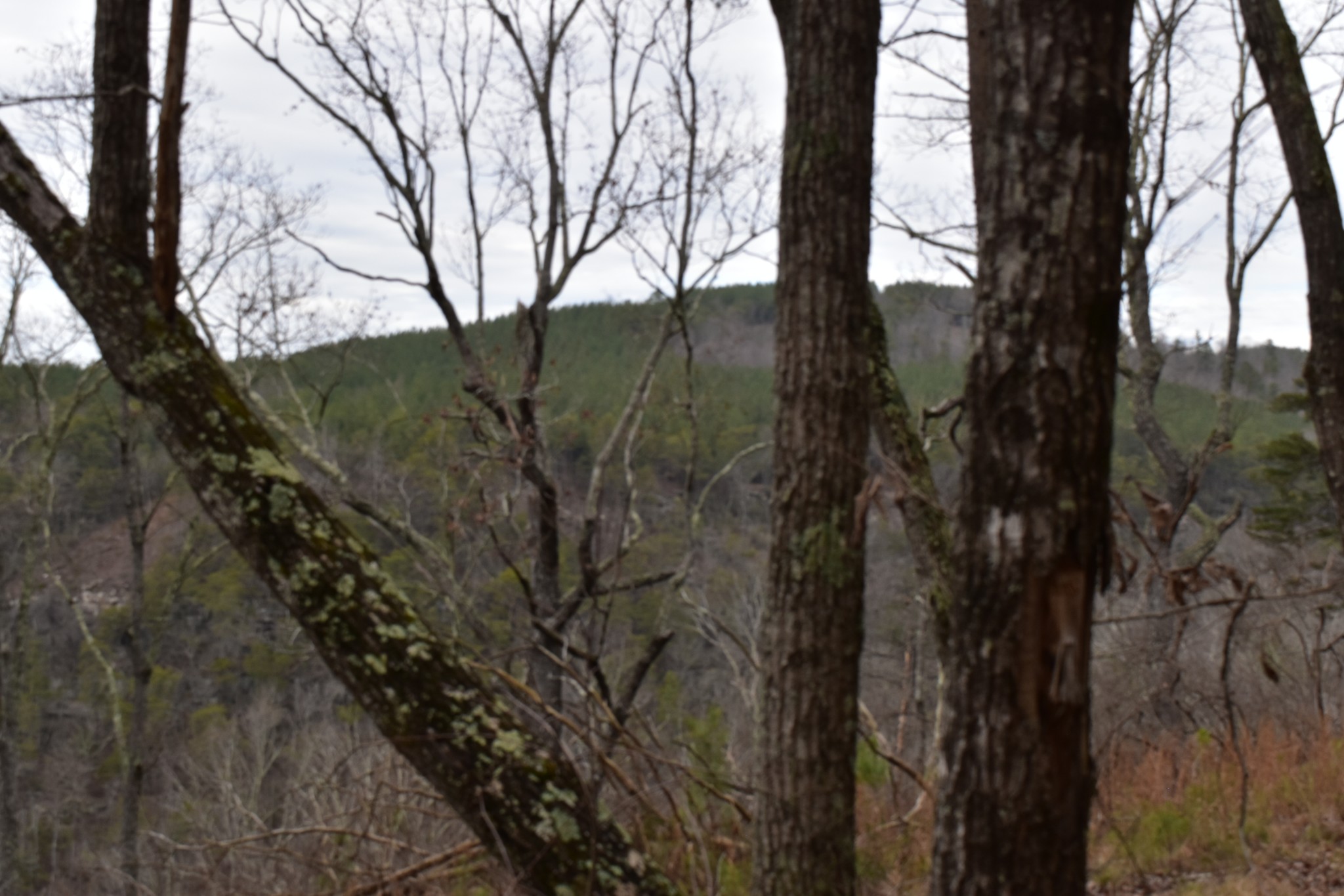 0 Birds Eye Way Guild, TN 37340 - Photo 21 of 50