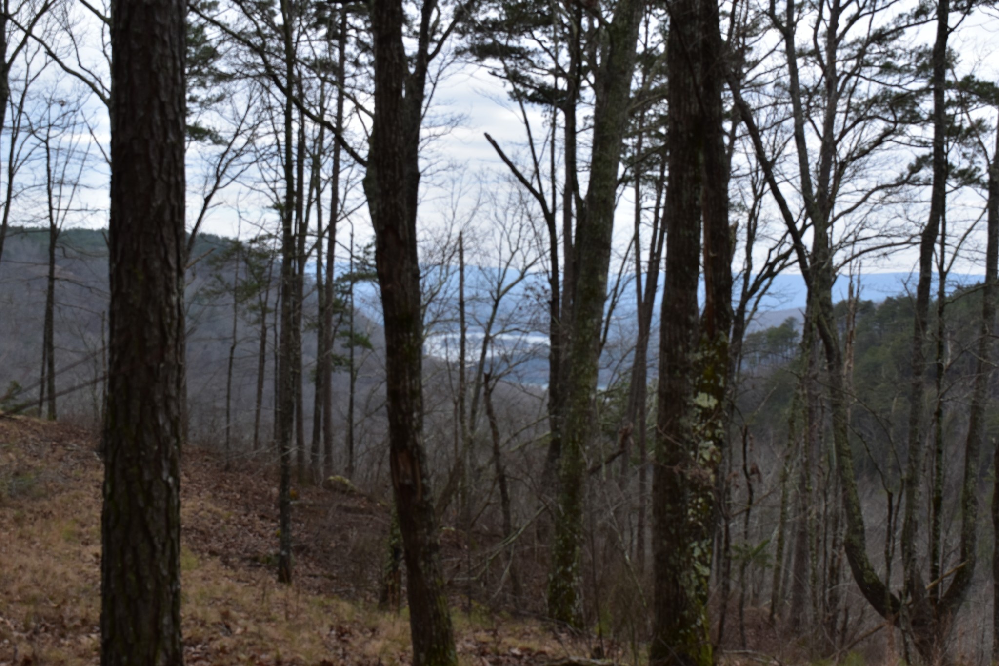 0 Birds Eye Way Guild, TN 37340 - Photo 21 of 36 a view of forest