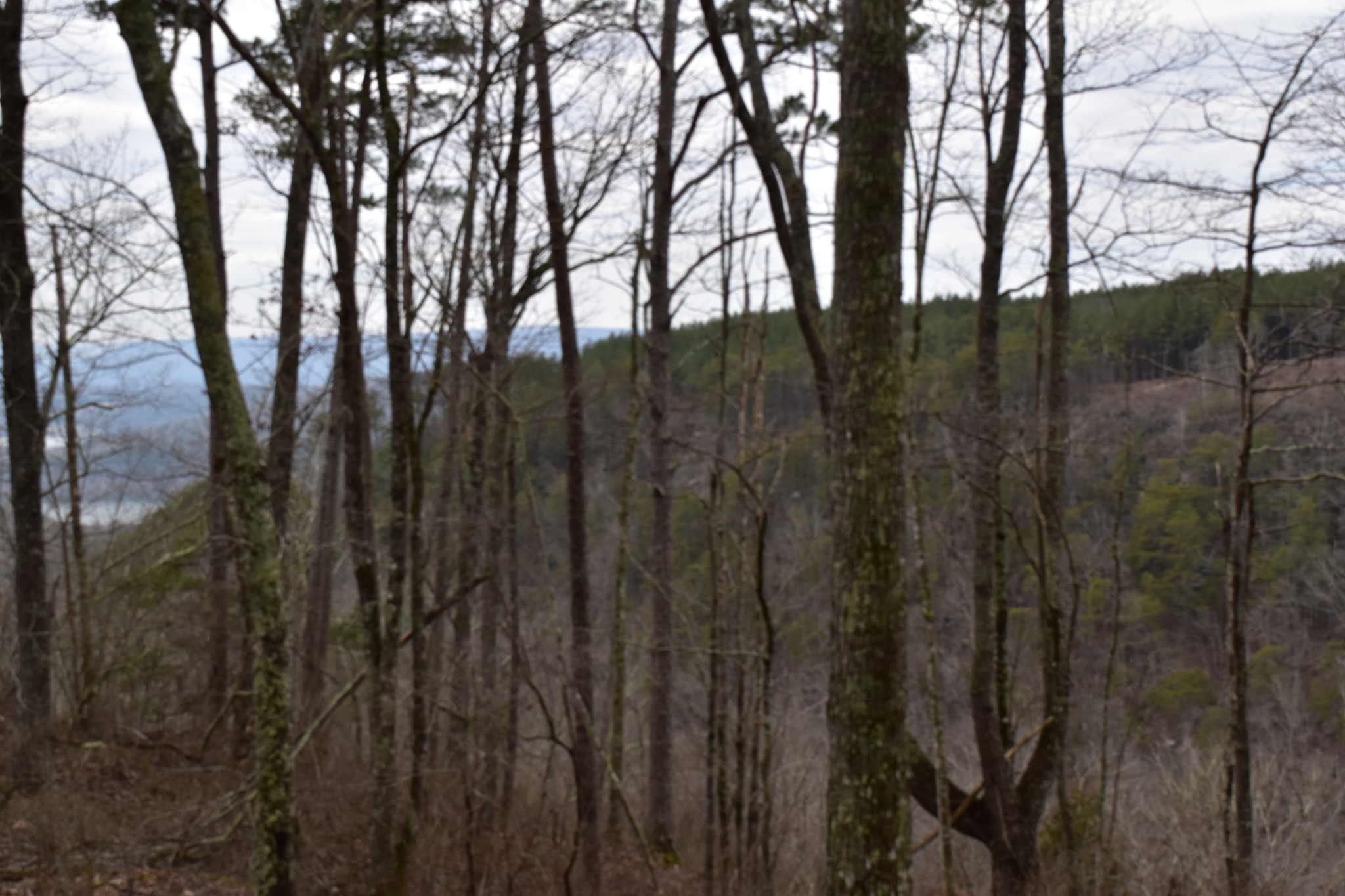 0 Birds Eye Way Guild, TN 37340 - Photo 23 of 36 a view of mountain view with lots of trees
