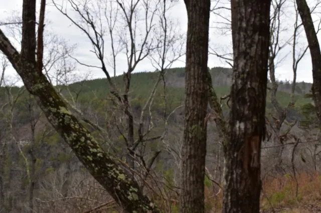 a view of a dry yard with trees in the background