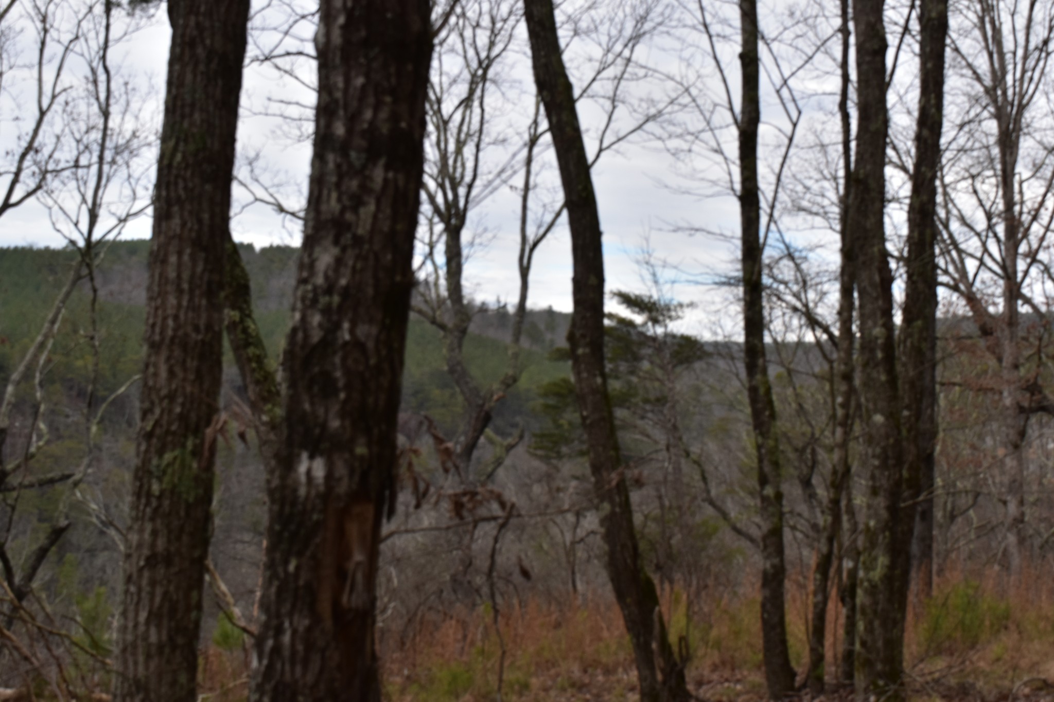 0 Birds Eye Way Guild, TN 37340 - Photo 25 of 36 a view of mountain view with lots of trees