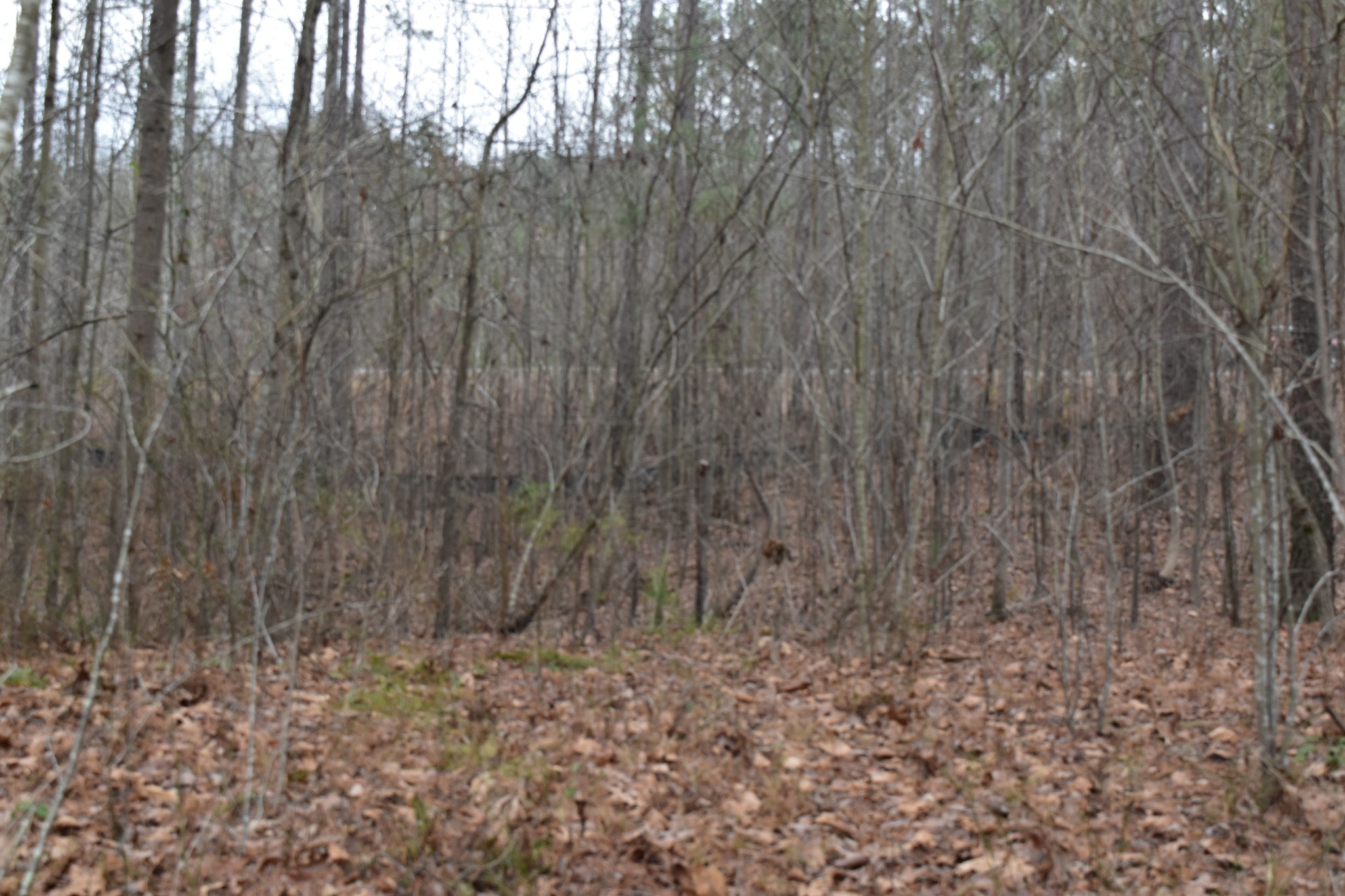 0 Birds Eye Way Guild, TN 37340 - Photo 26 of 36 a view of a dry yard with trees in the background