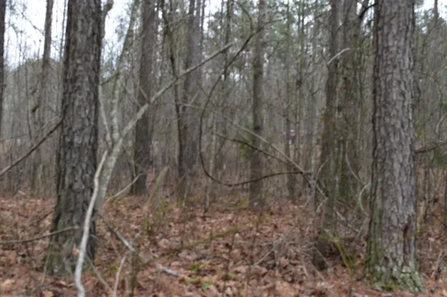 a view of outdoor space and trees