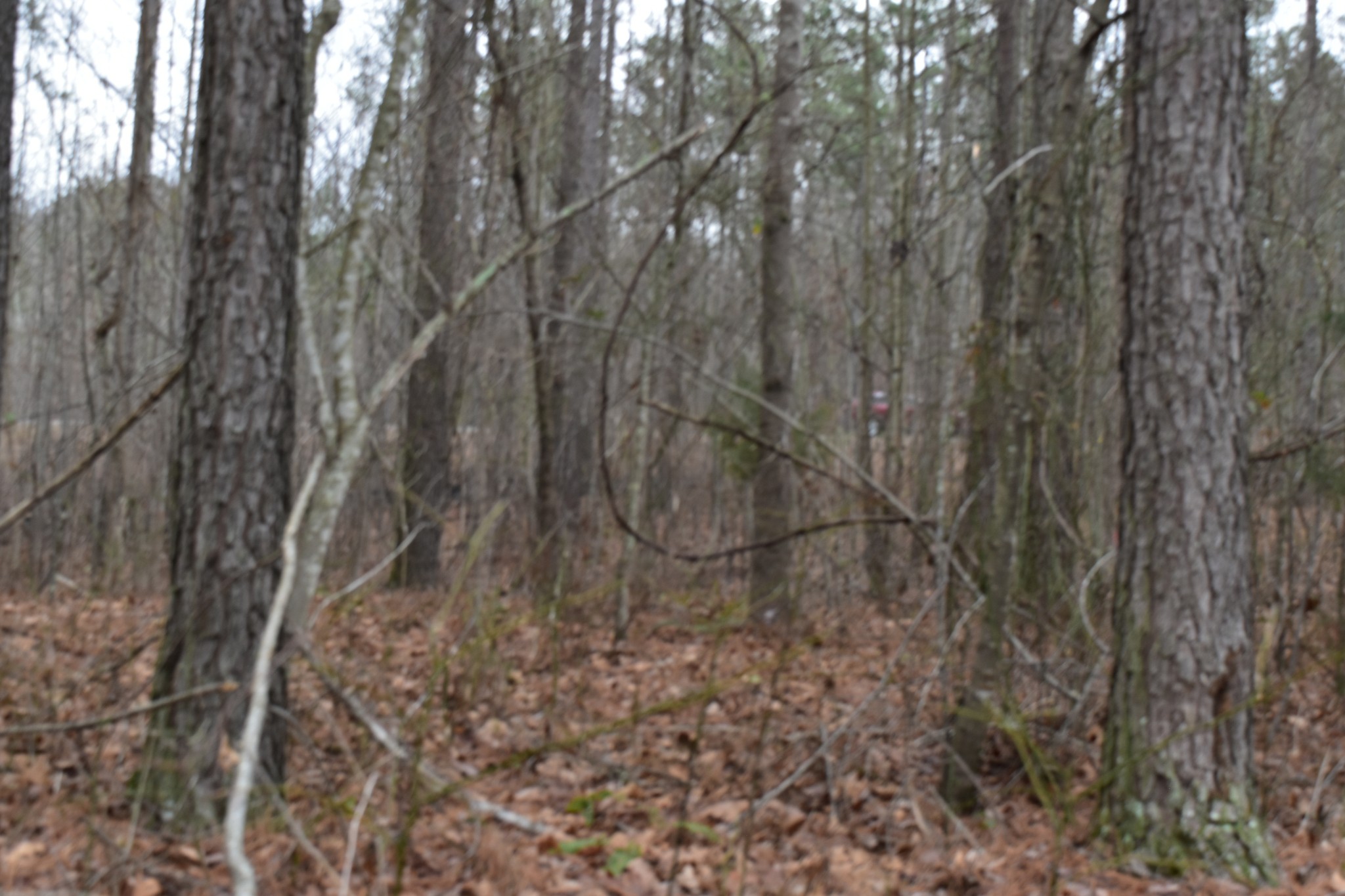 0 Birds Eye Way Guild, TN 37340 - Photo 27 of 36 a view of forest