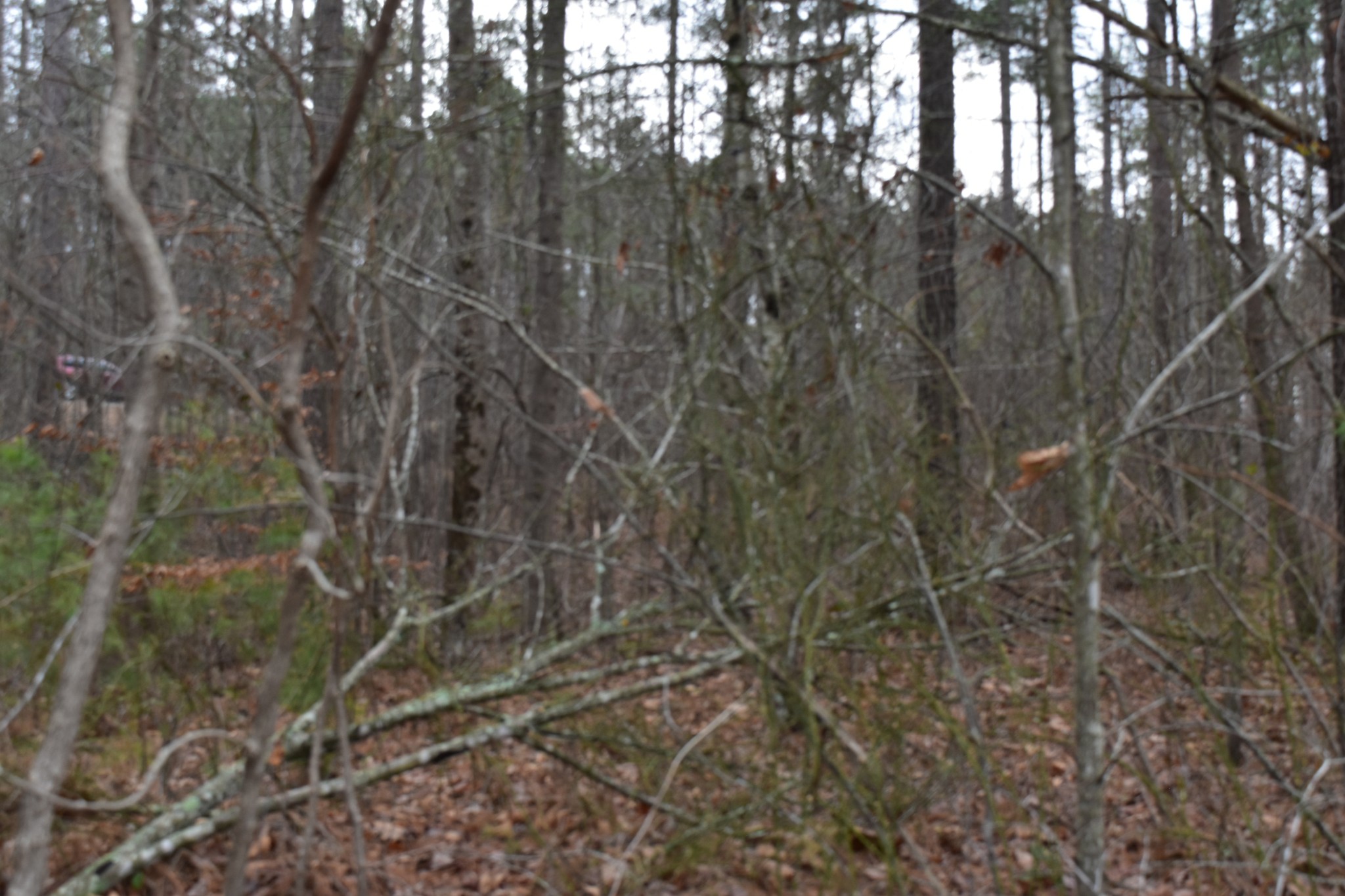 0 Birds Eye Way Guild, TN 37340 - Photo 28 of 36 a view of a yard