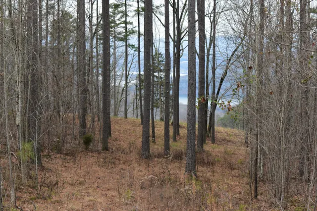 a view of a forest filled with trees