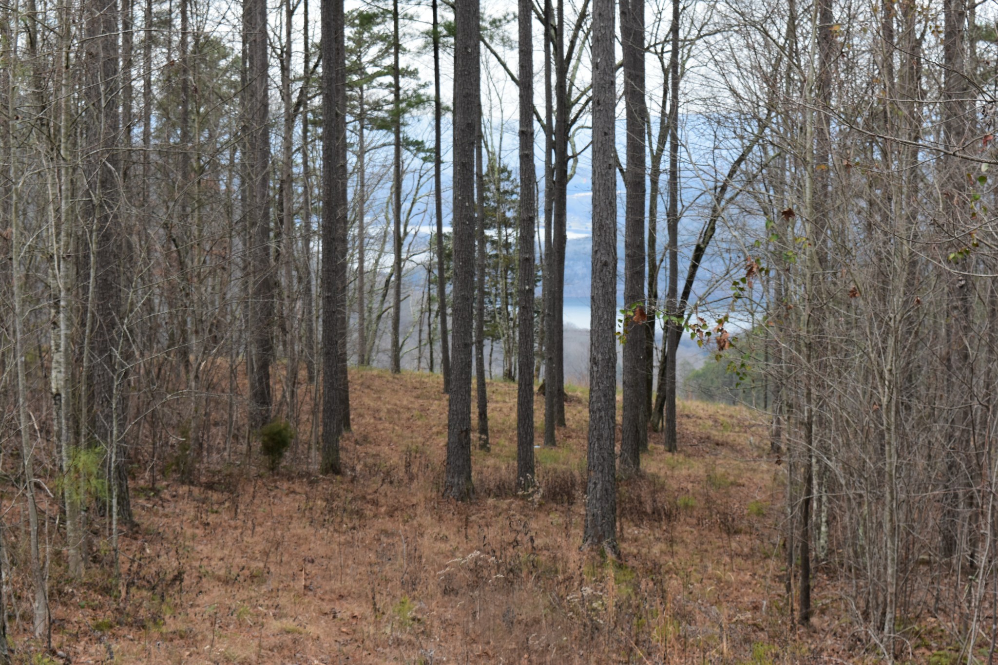 0 Birds Eye Way Guild, TN 37340 - Photo 29 of 36 a view of outdoor space and trees