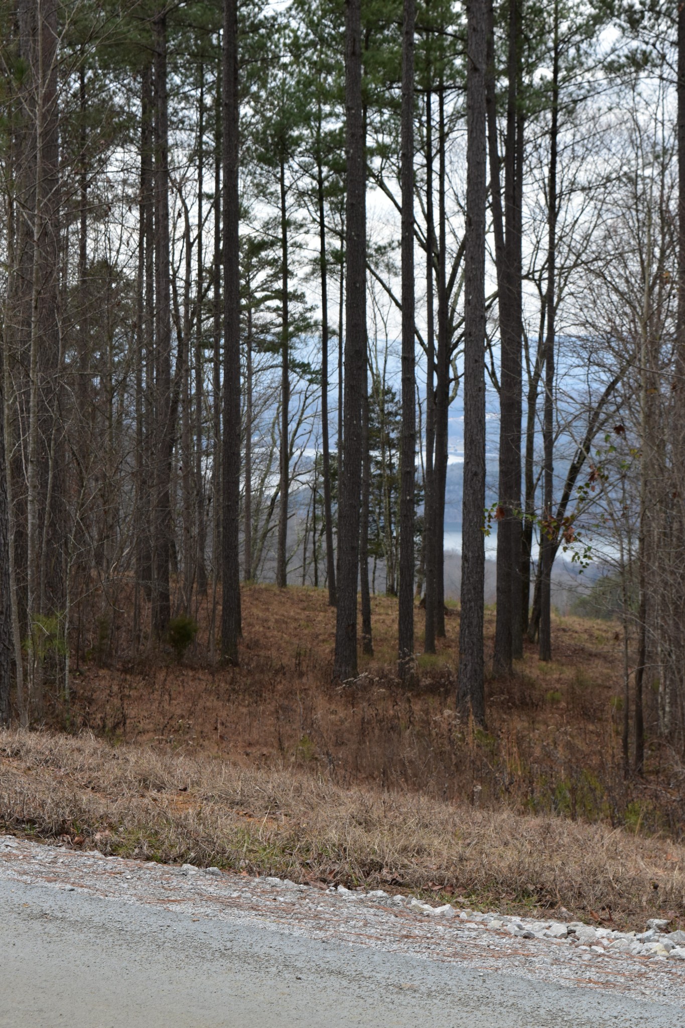 0 Birds Eye Way Guild, TN 37340 - Photo 31 of 36 a view of a forest filled with trees