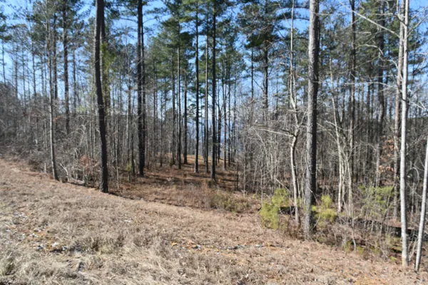 a view of a yard with large trees