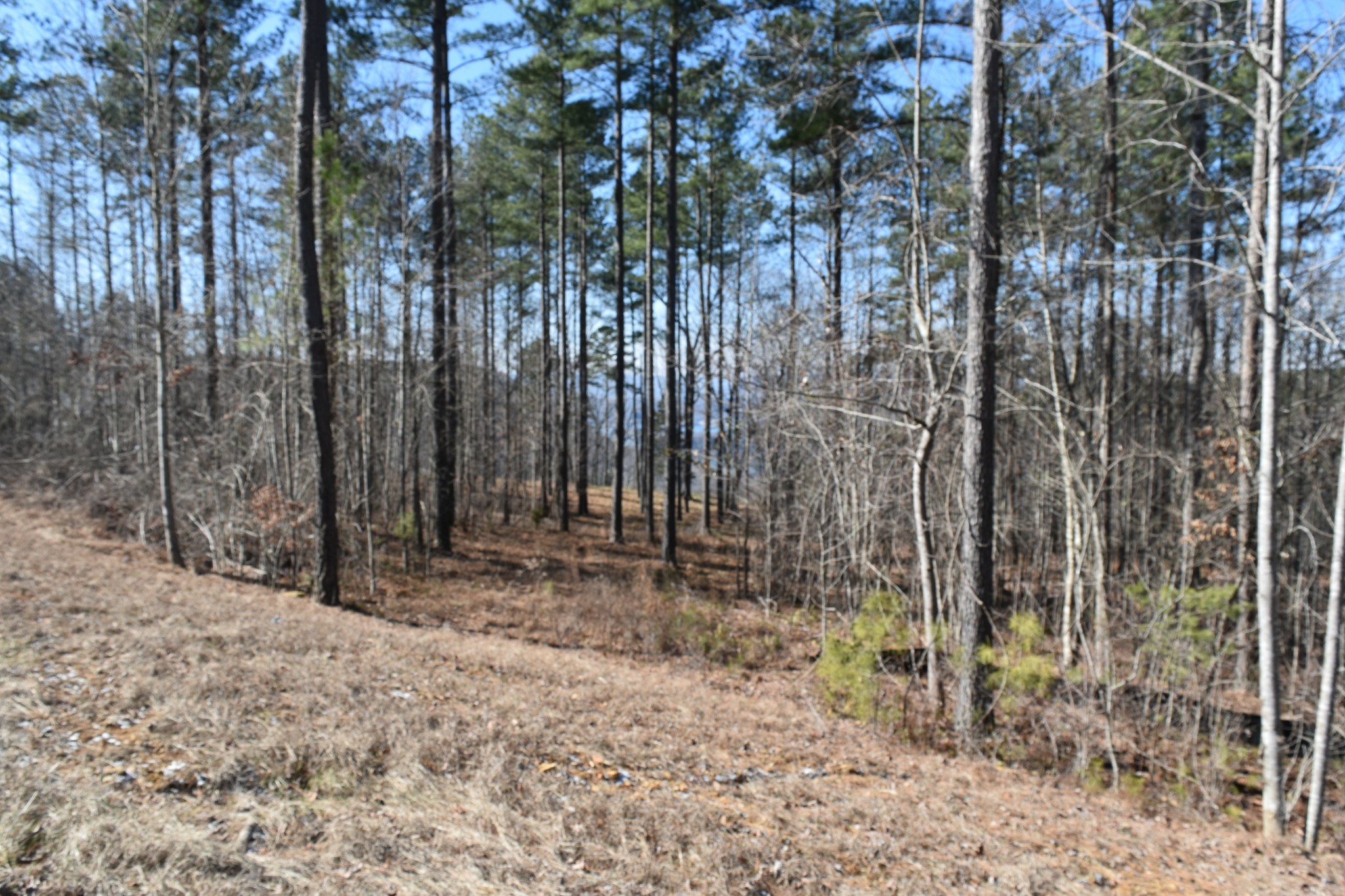 0 Birds Eye Way Guild, TN 37340 - Photo 34 of 50
