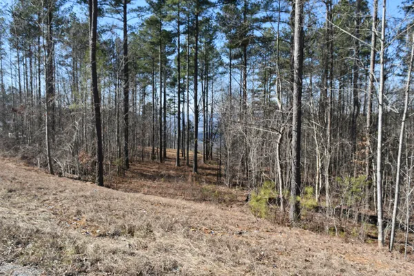 a view of a forest with a yard