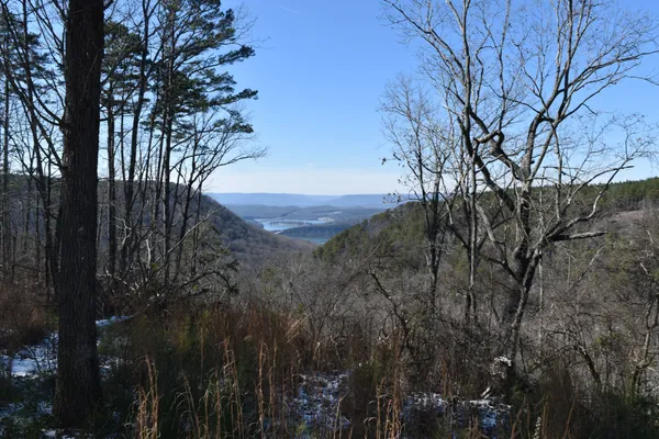a view of a yard with large trees