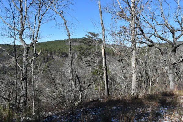 a view of outdoor space and covered with trees