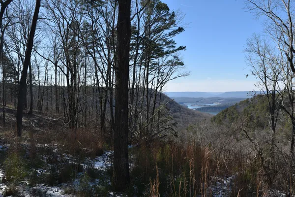 a view of a forest