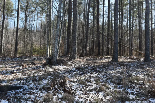 a view of a forest with lots of trees