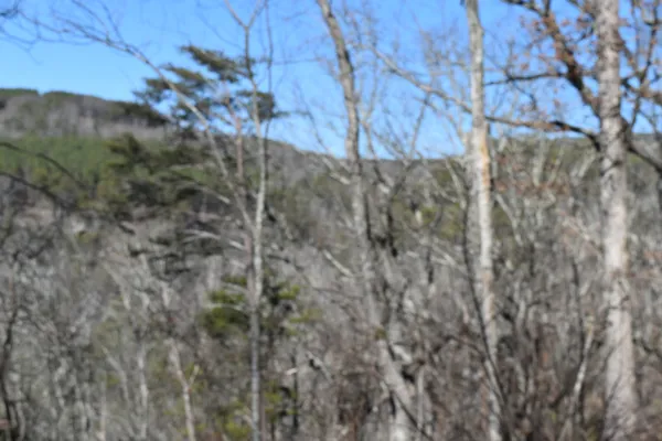 a view of a yard with trees