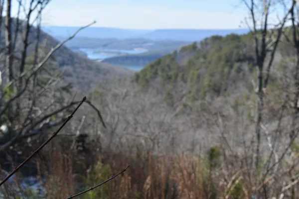 a view of a forest with large trees