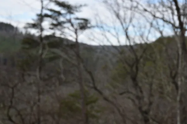 a view of forest