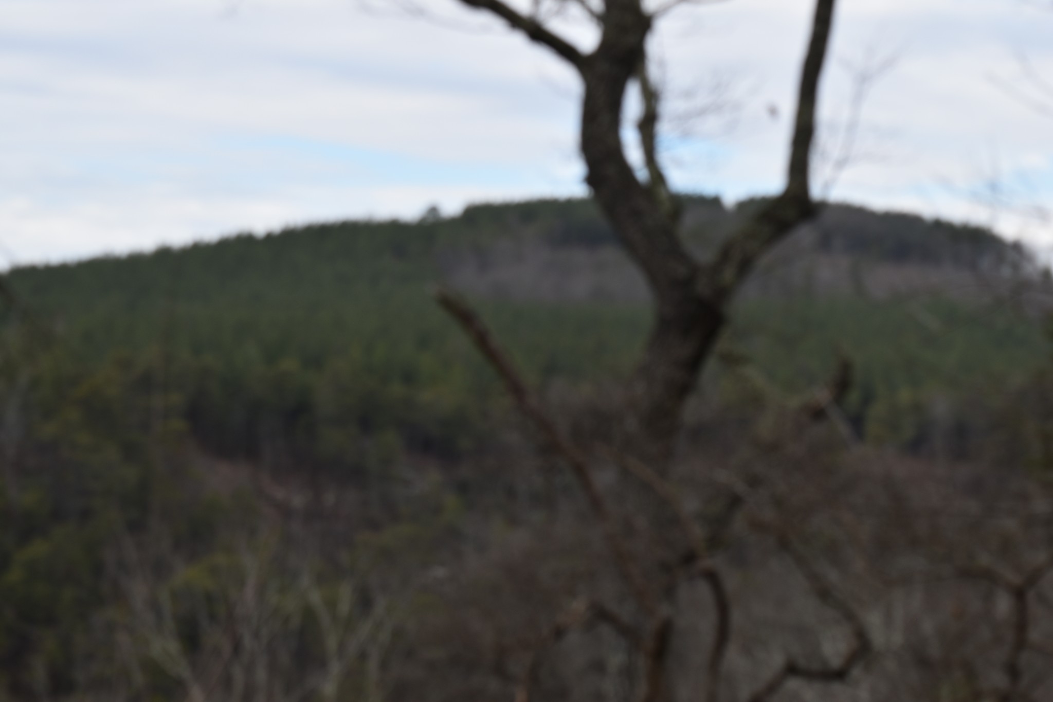 0 Birds Eye Way Guild, TN 37340 - Photo 6 of 36