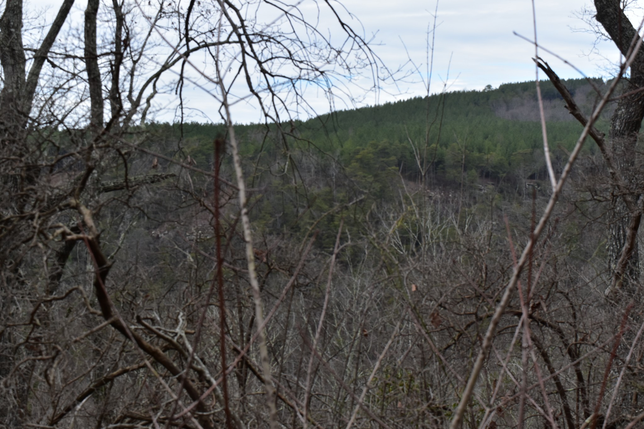 0 Birds Eye Way Guild, TN 37340 - Photo 7 of 36 a view of a forest