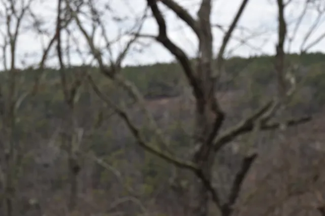 a view of tree covered with snow