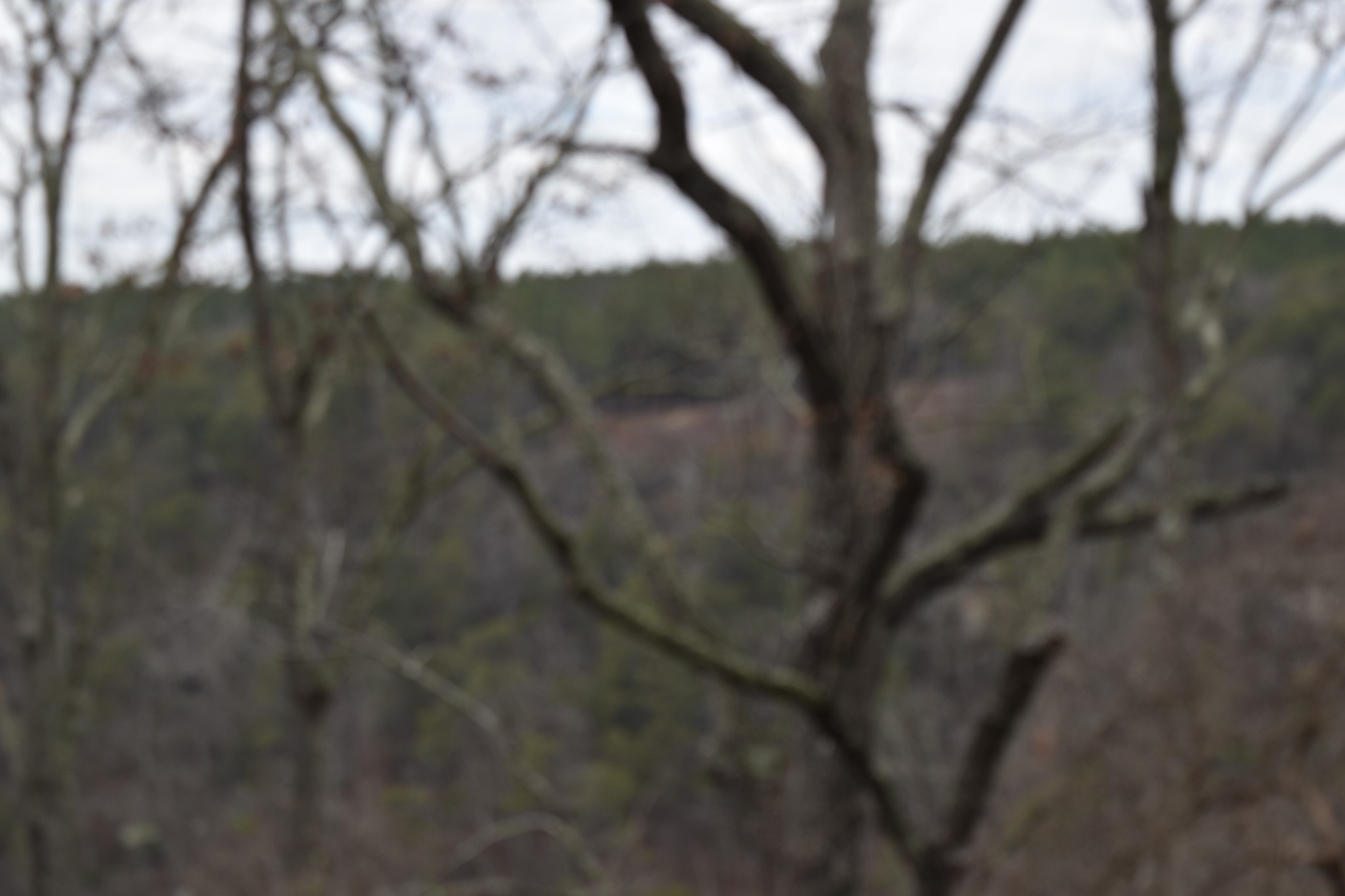 0 Birds Eye Way Guild, TN 37340 - Photo 8 of 36 a view of forest
