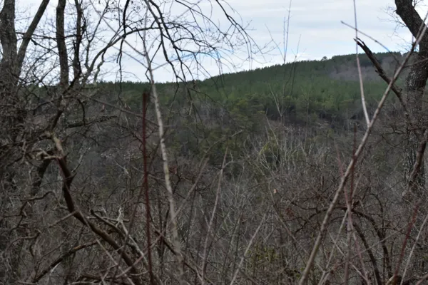 a view of tree covered with snow