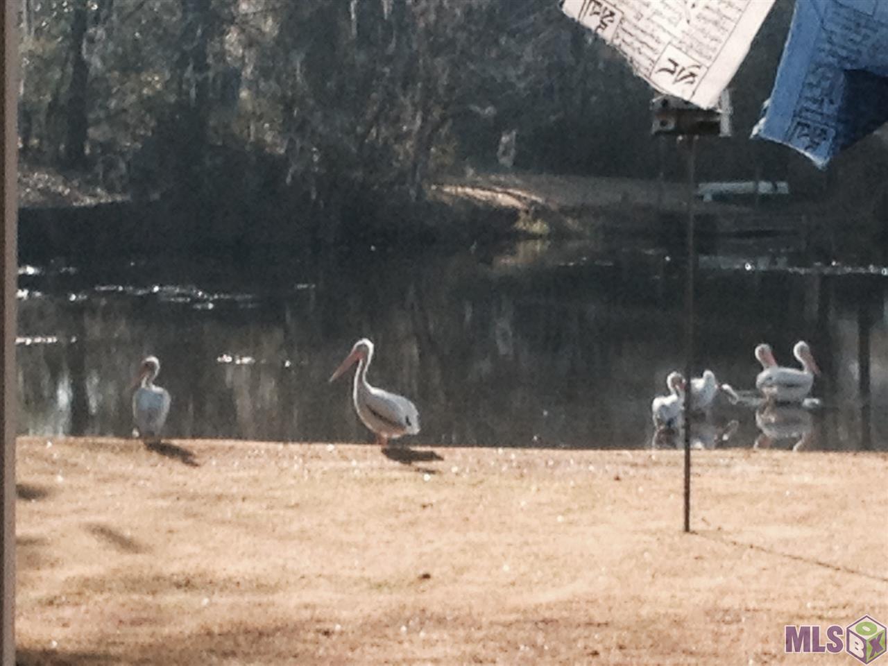 845 Diron Circle Baton Rouge, LA 70810 - Photo 17 of 17 White Pelicans