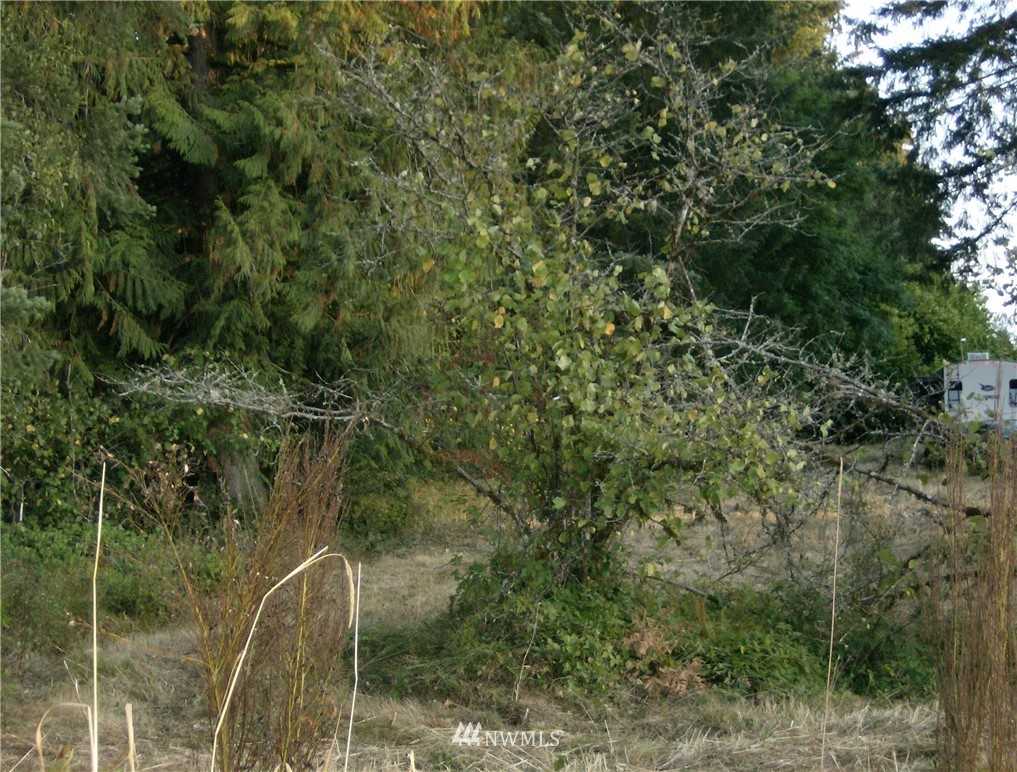 293 Hart Road Winlock, WA 98596 - Photo 6 of 14