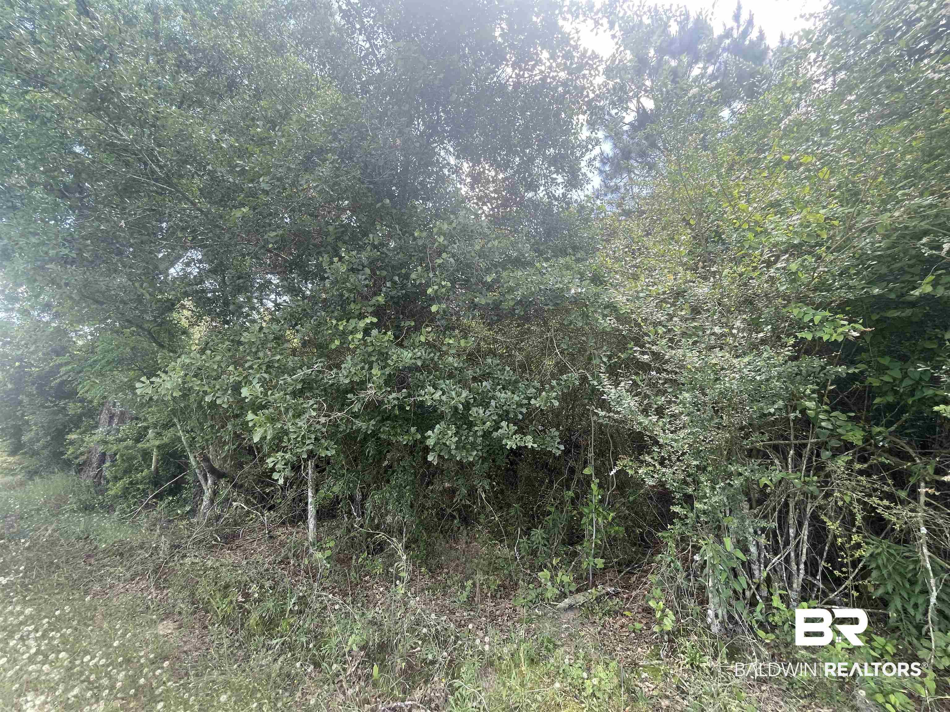 O Halls Crossroads Road Monroeville, AL 36460 - Photo 6 of 10