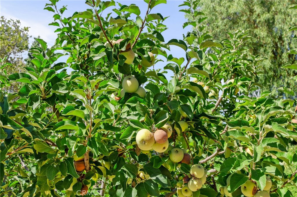 10684 Lakeview Road Yucaipa, CA 92399 - Photo 7 of 63 a backyard of a house with lots of green space