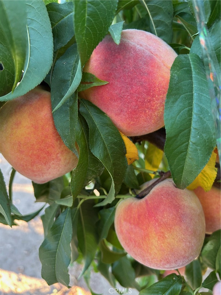 10684 Lakeview Road Yucaipa, CA 92399 - Photo 8 of 63 a view of a backyard