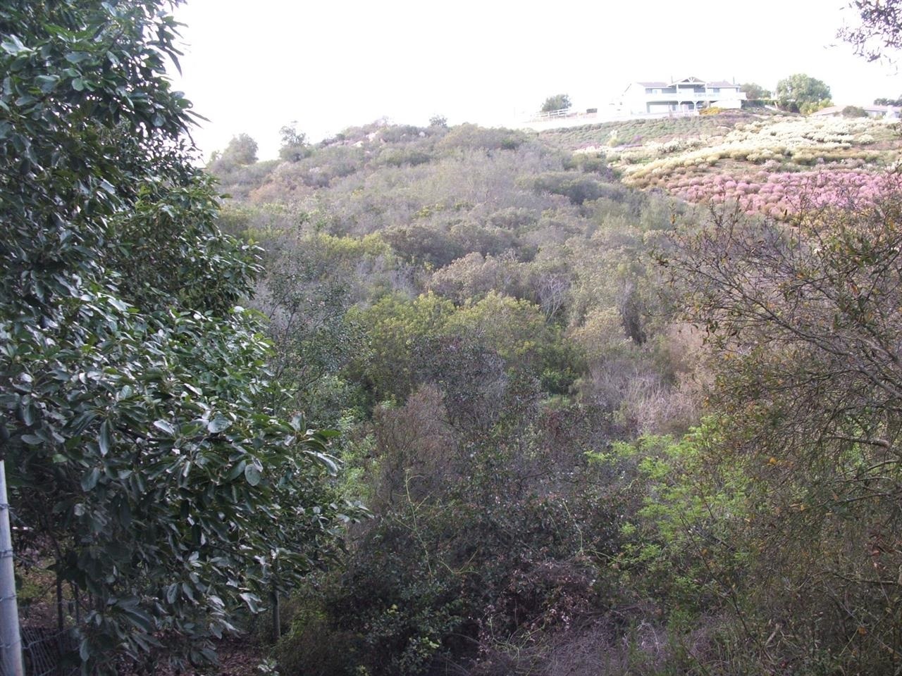 Roadrunner Ridge Valley Center Valley Center, CA 92082 - Photo 3 of 6 Lower area of property with natural vegetation.