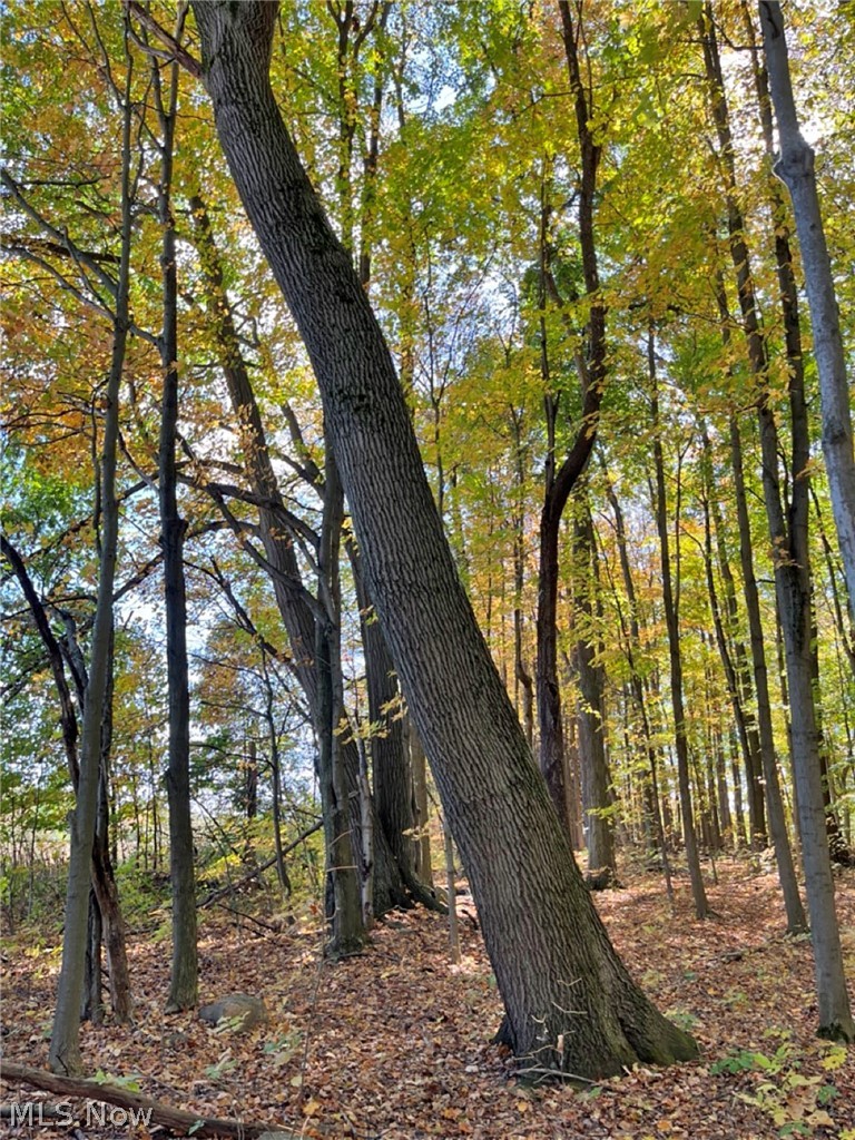 15765 Main Market Road Burton, OH 44021 - Photo 35 of 41 View of local wilderness