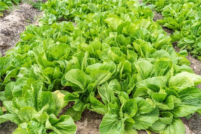 $8,499,989 | 34250 Olive Avenue, Winchester, CA 92596