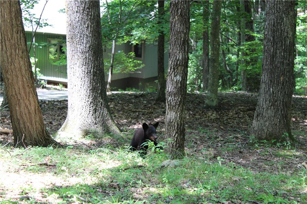 0 Denny Ridge Road Jasper, GA 30143 - Photo 31 of 44 a backyard of a house with lots of green space