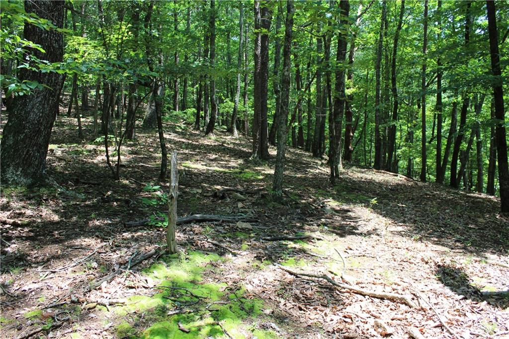 0 Denny Ridge Road Jasper, GA 30143 - Photo 33 of 44 a view of backyard