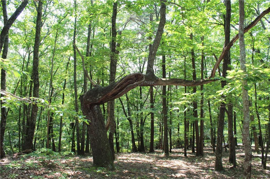 0 Denny Ridge Road Jasper, GA 30143 - Photo 35 of 44 a large tree in a yard