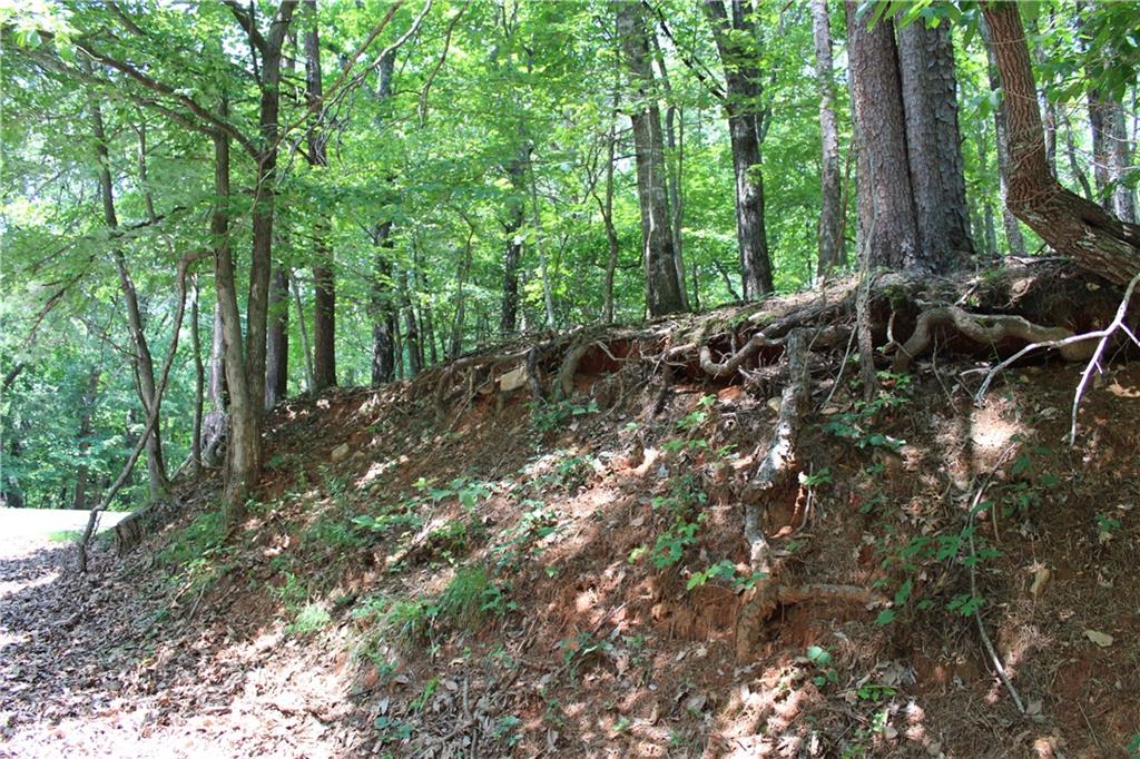 0 Denny Ridge Road Jasper, GA 30143 - Photo 36 of 44 a view of a forest filled with trees