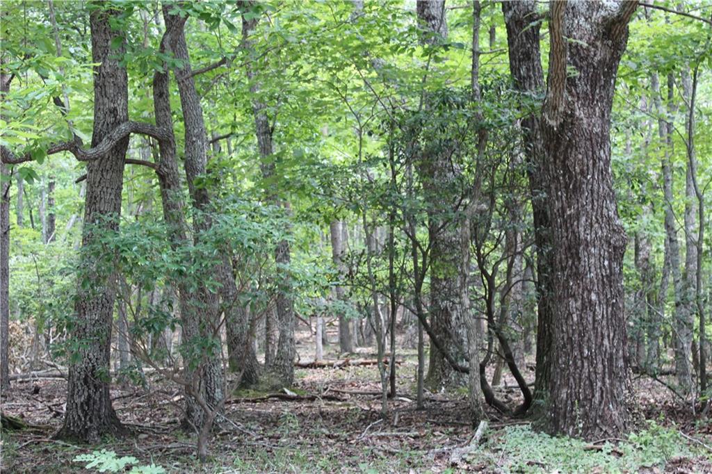 0 Denny Ridge Road Jasper, GA 30143 - Photo 37 of 44 a view of a forest filled with trees