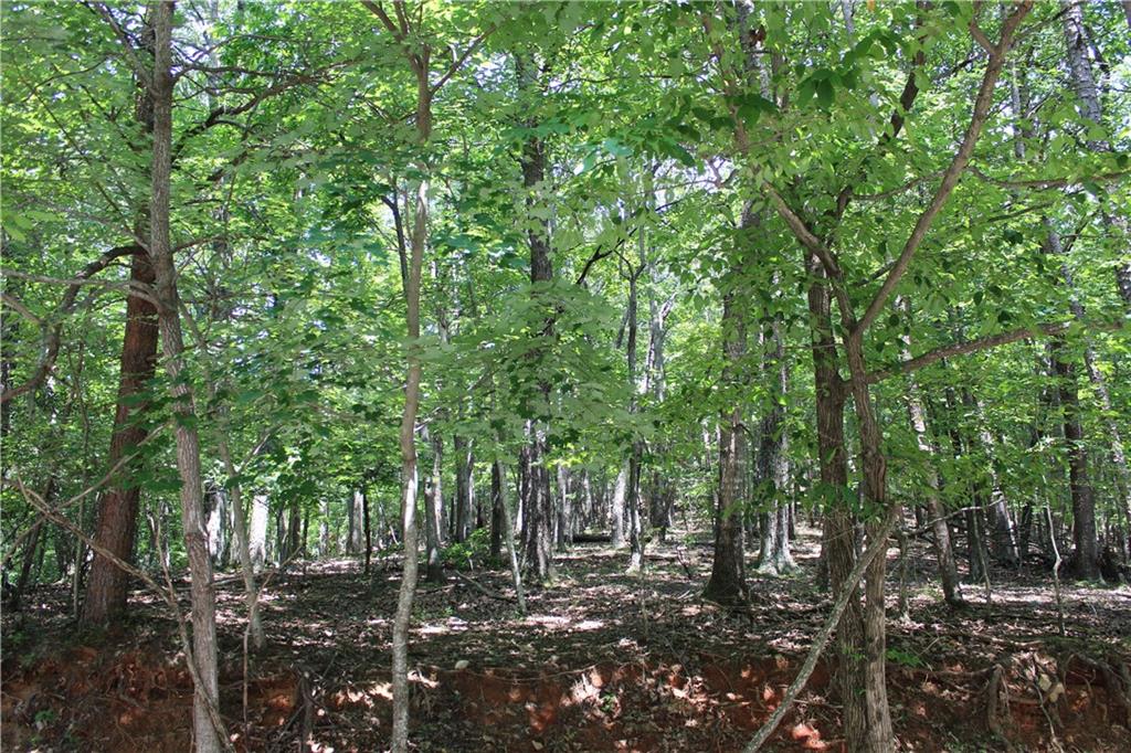 0 Denny Ridge Road Jasper, GA 30143 - Photo 38 of 44 a view of a forest with trees