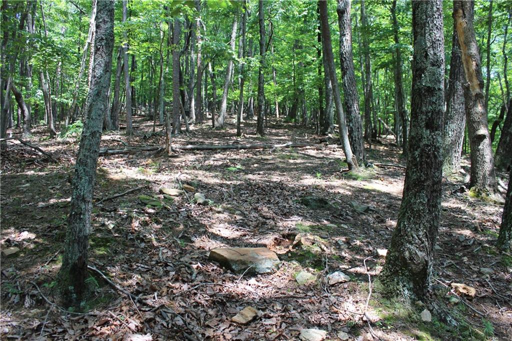 0 Denny Ridge Road Jasper, GA 30143 - Photo 43 of 44 a view of a forest with trees