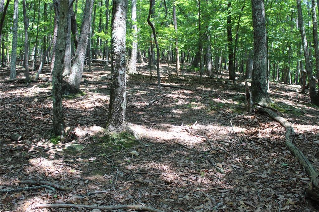 0 Denny Ridge Road Jasper, GA 30143 - Photo 7 of 44 a view of a forest with trees